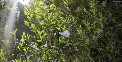 甜茶的学名是什么？如何正确称呼甜茶？  第1张