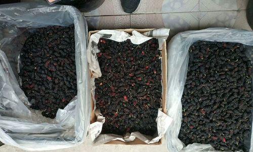 桑葚泡酒的最佳配方是什么？如何制作才能发挥最大效果？  第2张