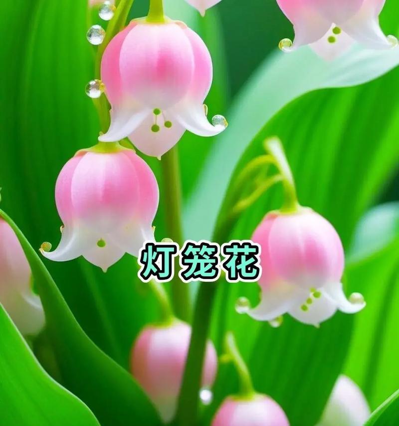 苹果手机拍摄花朵和动物的最佳设置是什么？  第3张