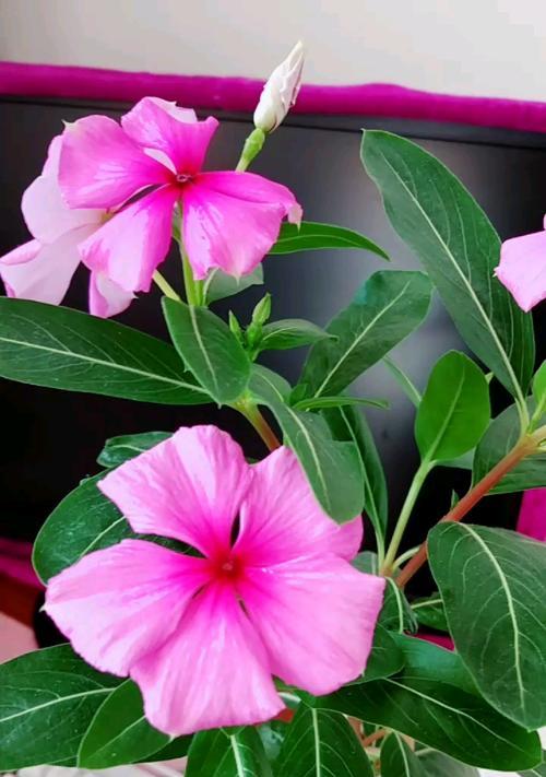 苹果手机小花怎么定义？小花表情的含义是什么？  第3张