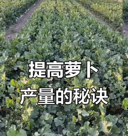 地下城耕地种子选择技巧是什么？如何提高产量？  第3张