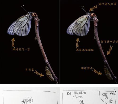 单反相机微距拍摄补光怎么调？如何获得最佳补光效果？  第3张