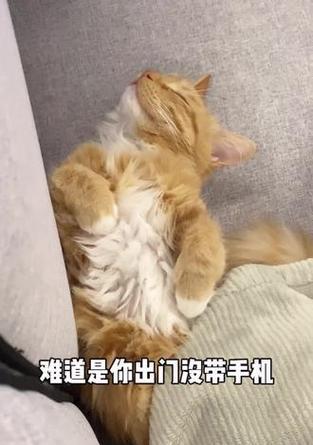 小米手机自动刷猫卡功能怎么开启？操作步骤是什么？  第3张