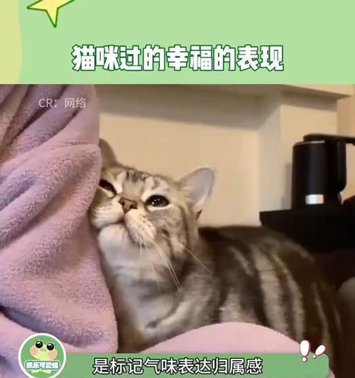小米手机自动刷猫卡功能怎么开启？操作步骤是什么？  第2张