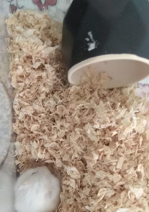 仓鼠口袋手机支架使用方法是什么？有哪些功能？  第3张