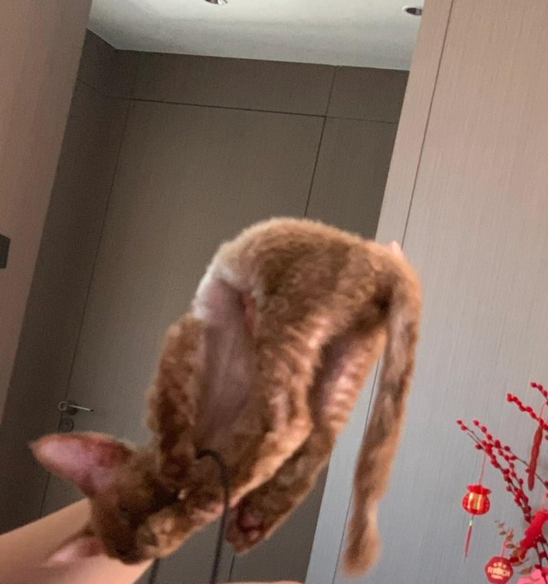用数据线打猫合适吗？这样做有什么后果？  第1张