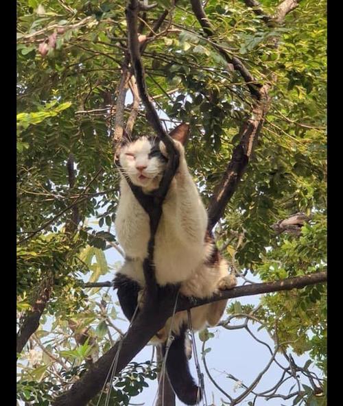 猫不怕汽车的原因是什么？这种行为有何影响？  第2张