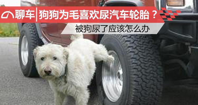 汽车为什么怕撒尿？撒尿对汽车有什么影响？  第3张