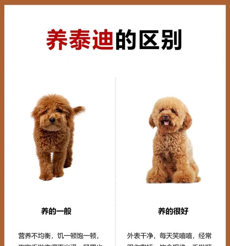 如何判断泰迪犬的纯度（掌握这些技巧）  第1张