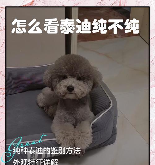 如何判断泰迪犬的纯度（掌握这些技巧）  第2张