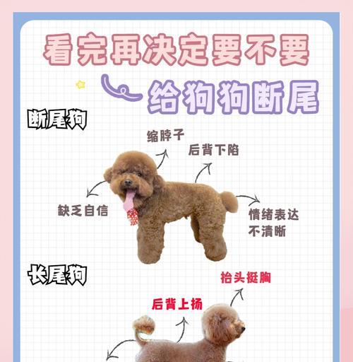 如何判断泰迪犬的纯度（掌握这些技巧）  第3张