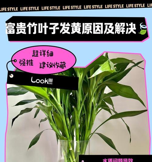 富贵竹黄叶的原因及解决方法（富贵竹黄叶的病因分析）  第2张