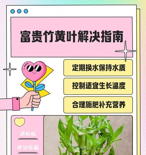 富贵竹黄叶的原因及解决方法（富贵竹黄叶的病因分析）  第3张